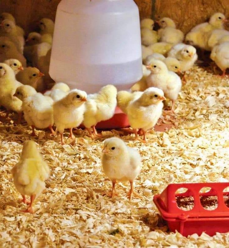 Day-Old Chicks (Broiler)