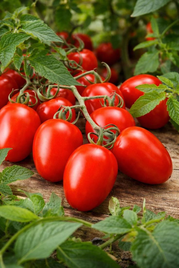 Fresh Tomatoes (per basket)