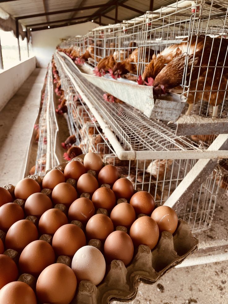 Fertilized Hatching Eggs
