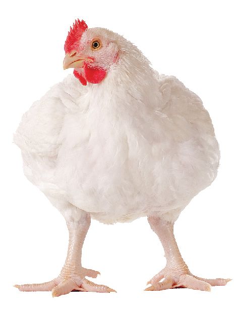 Live Broiler Chicken