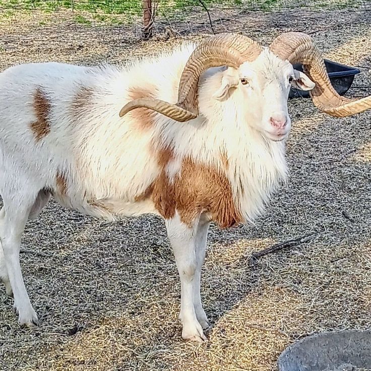 Live Ram