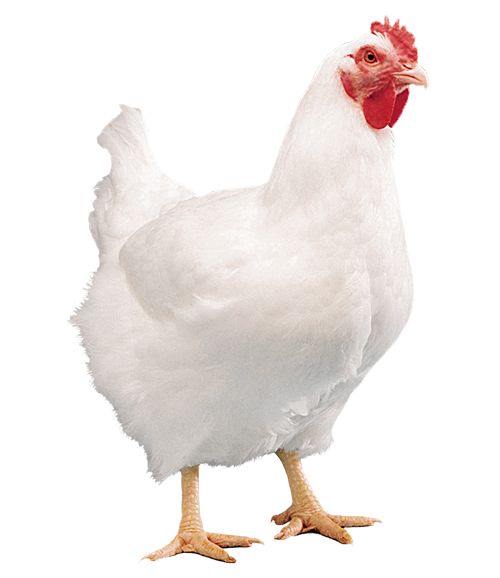 Point-of-Lay Pullets