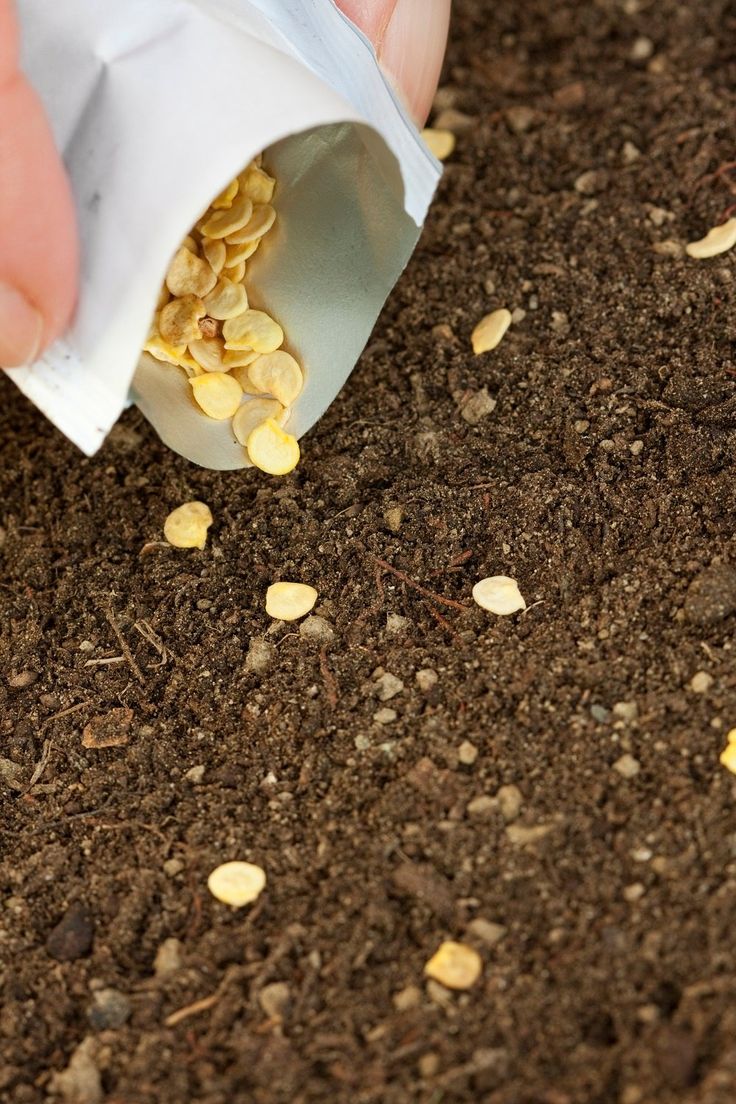 Tomato Seedlings (per tray)